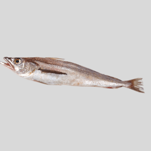 Frozen Whiting Fish available at Correct African Food Market, Toronto